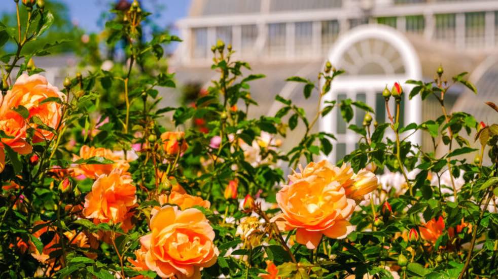 Roses at Kew Gardens